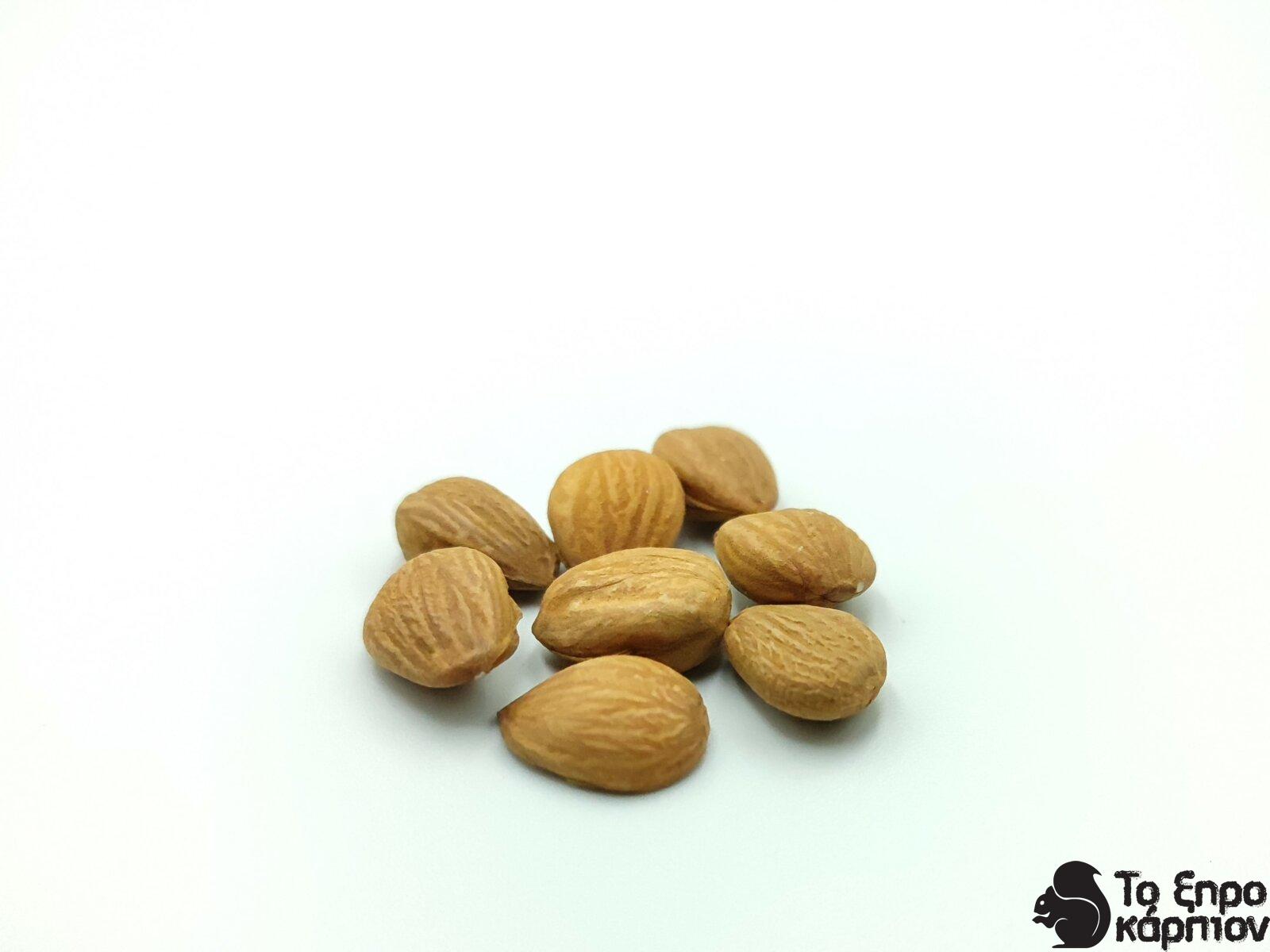 Βερίκοκο Καρπός Ψίχα Βερίκοκο Καρπός Ψίχα